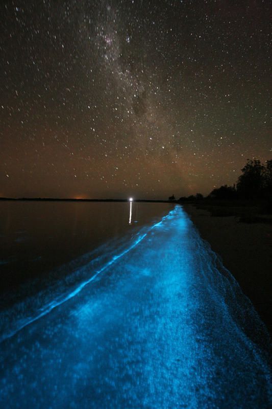 bioluminescence vancouver